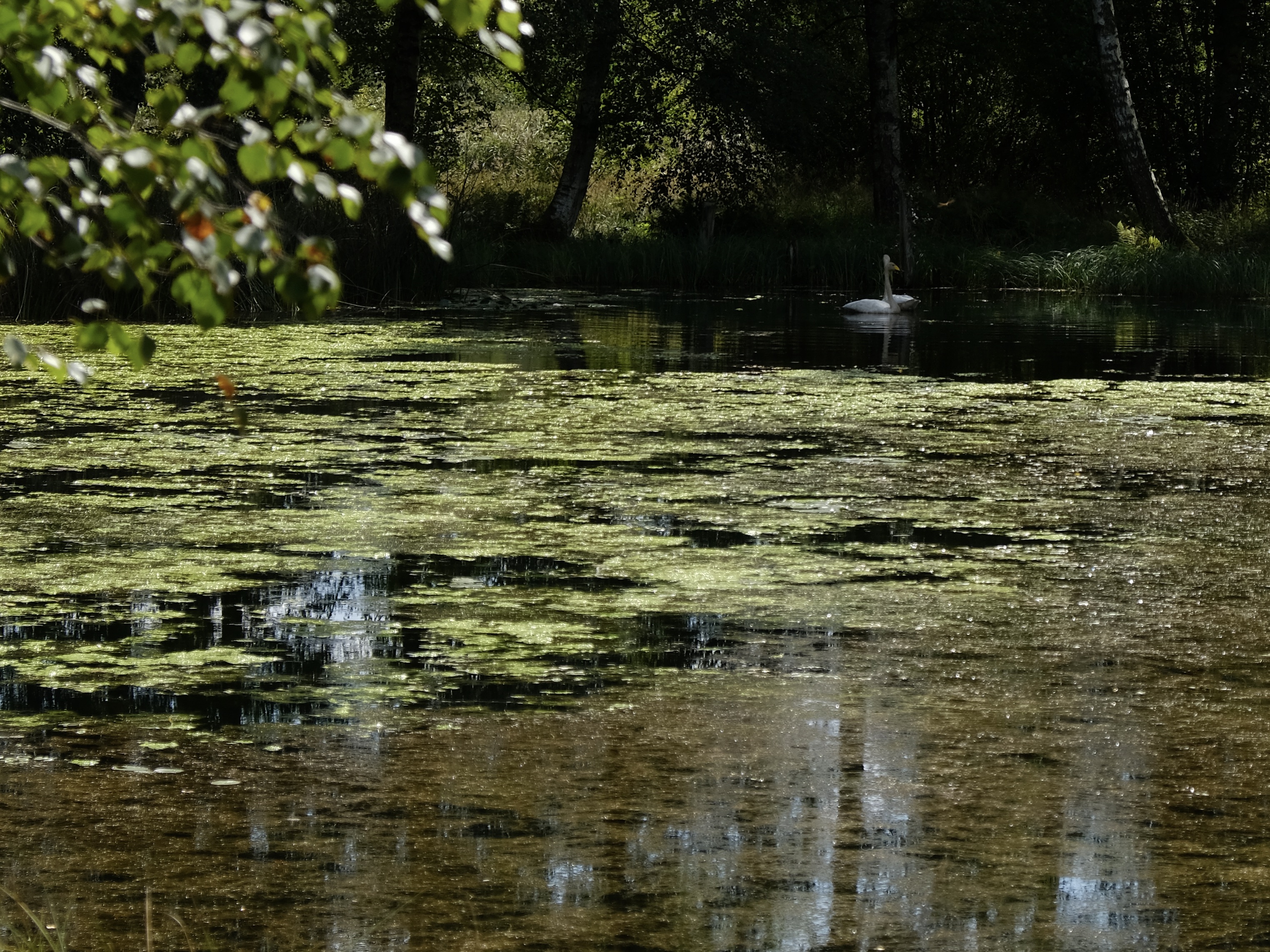 Reflections and swans