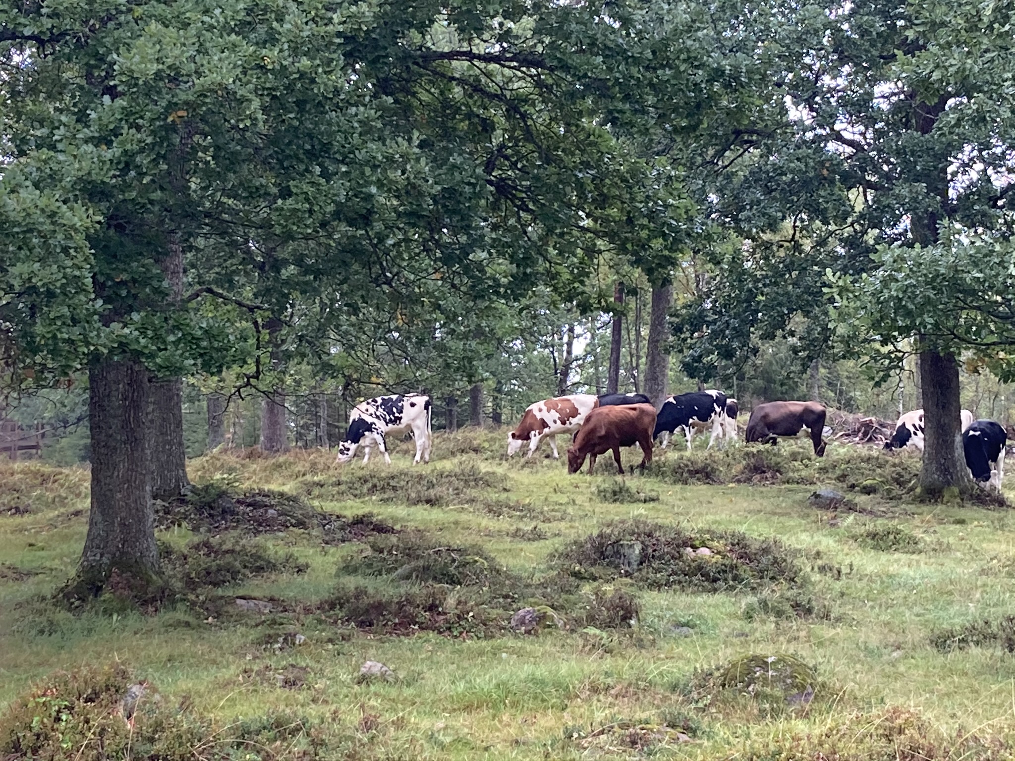 Cows