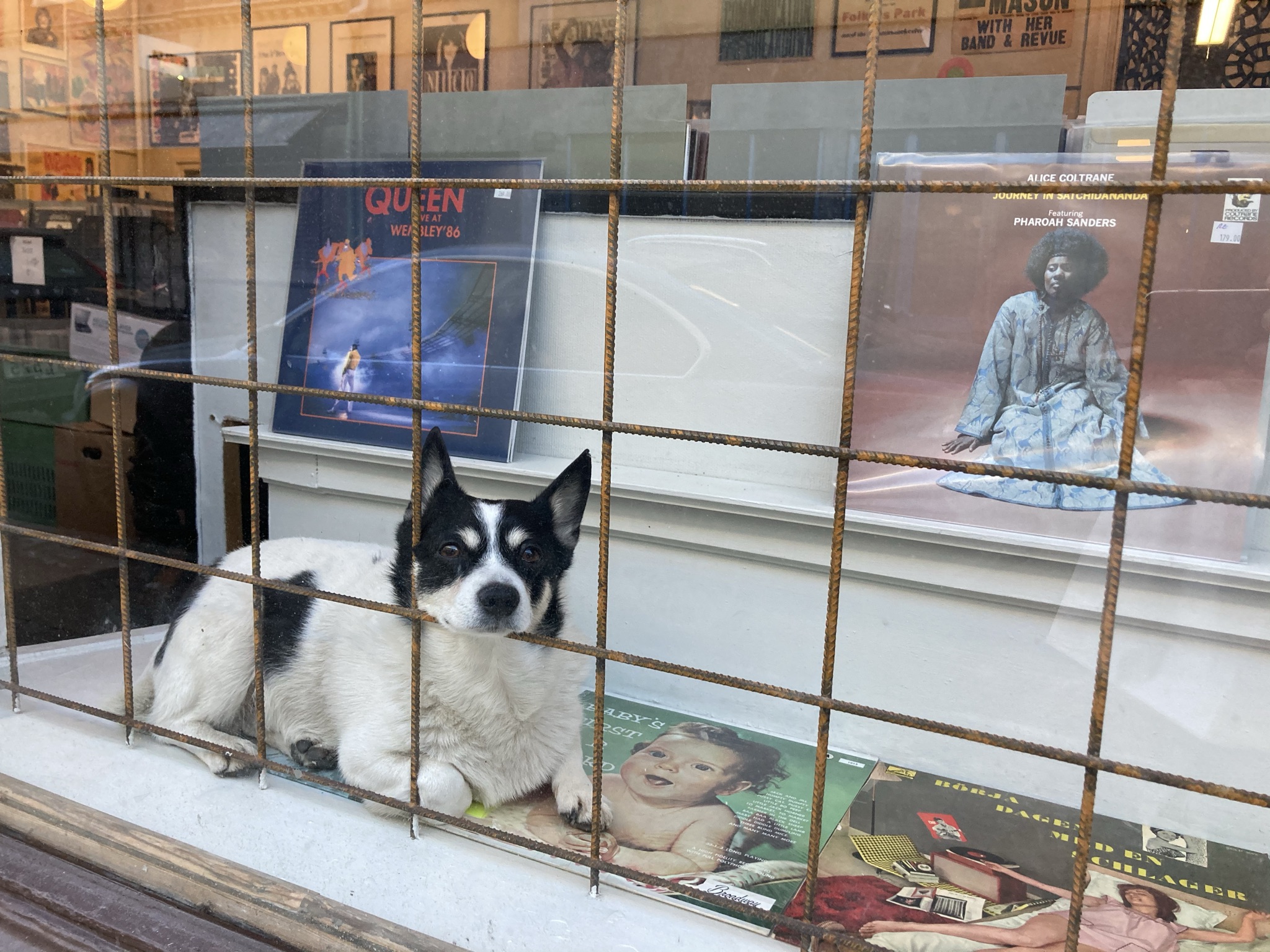 Dog in window